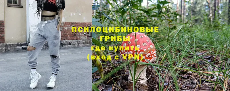 наркота  Данилов  Псилоцибиновые грибы Cubensis 